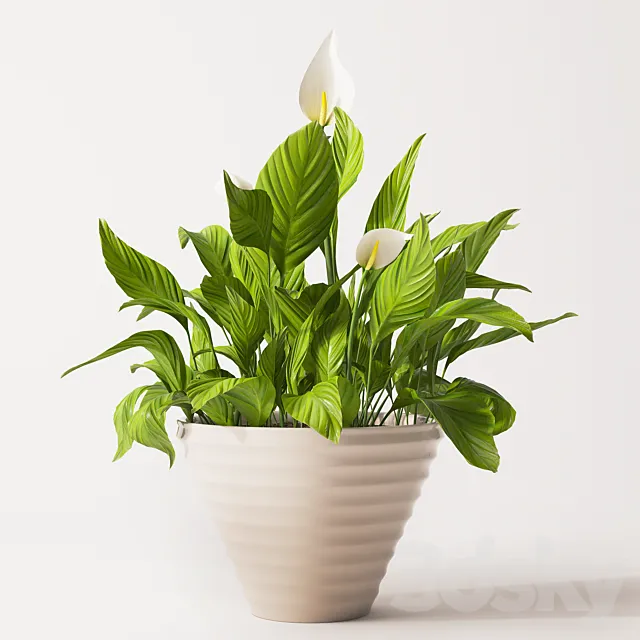 Plants – Flowers – 3D Models Download – Spathiphyllum plant 2