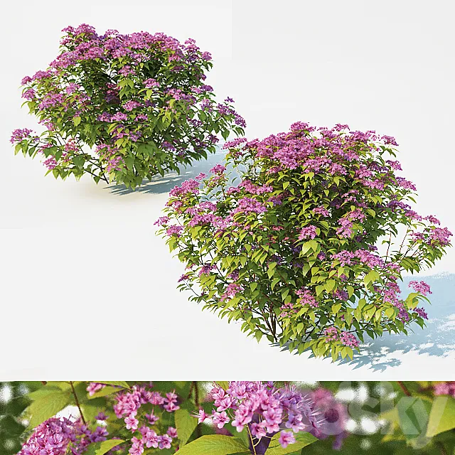 Plants – Flowers – 3D Models Download – Spirea Japonica 2 sizes
