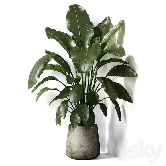 Plants – Flowers – 3D Models Download – Strelitzia plant 02