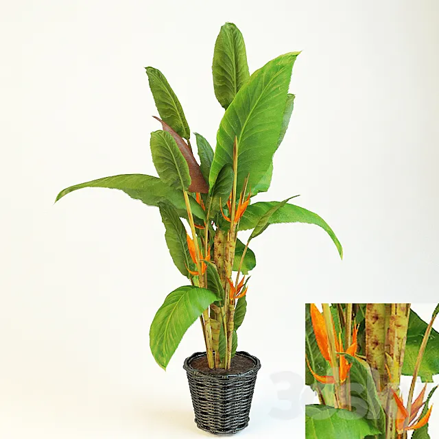 Plants – Flowers – 3D Models Download – Strelitzia