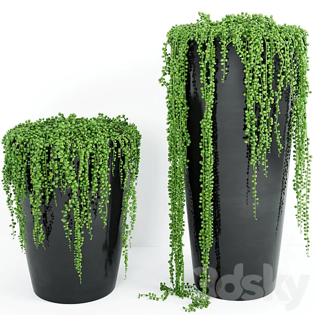 Plants – Flowers – 3D Models Download – String Of Pearls Plant 4