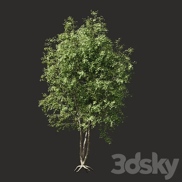 Plants – Flowers – 3D Models Download – Summer tree 03