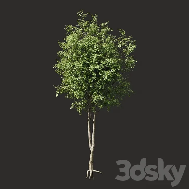 Plants – Flowers – 3D Models Download – Summer Tree 2