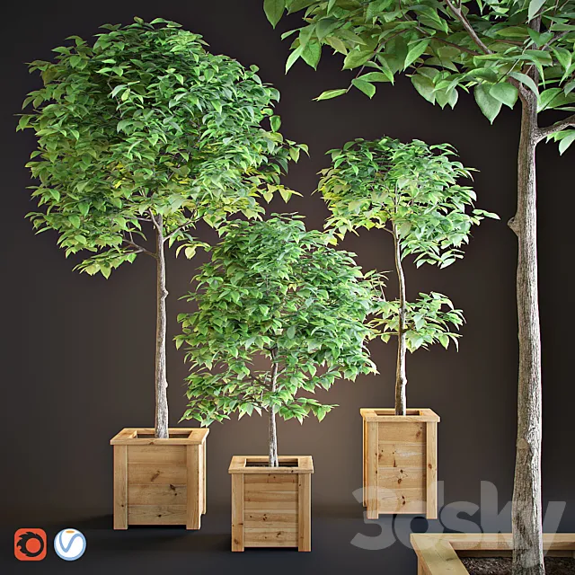 Plants – Flowers – 3D Models Download – Three trees interior