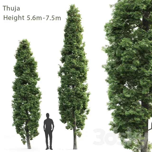 Plants – Flowers – 3D Models Download – Thuja High