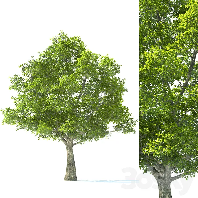 Plants – Flowers – 3D Models Download – Tilia Tree – 10m Height – Tree Set 01