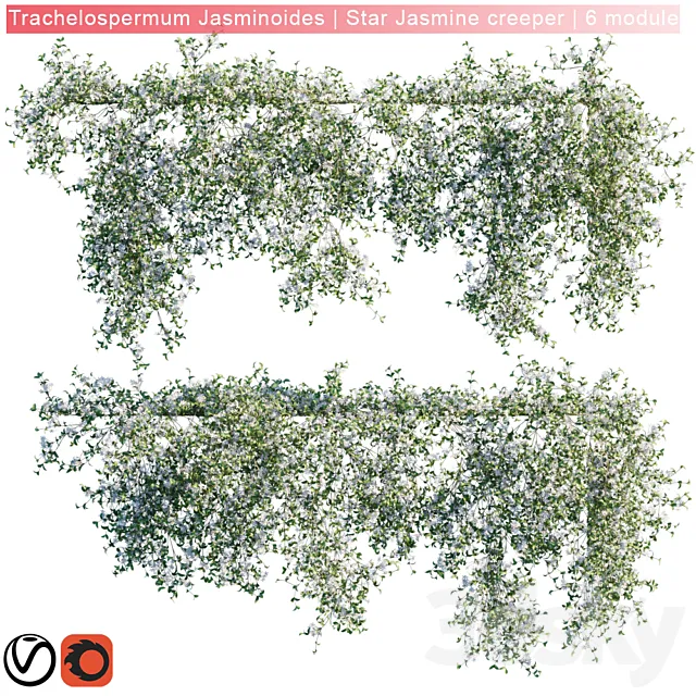 Plants – Flowers – 3D Models Download – Trachelospermum Jasminoides Star Jasmine creeper 6 module 3D model