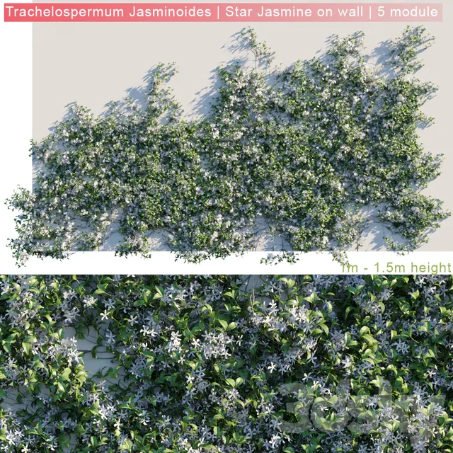 Plants – Flowers – 3D Models Download – Trachelospermum Jasminoides Star Jasmine on wall 3D model