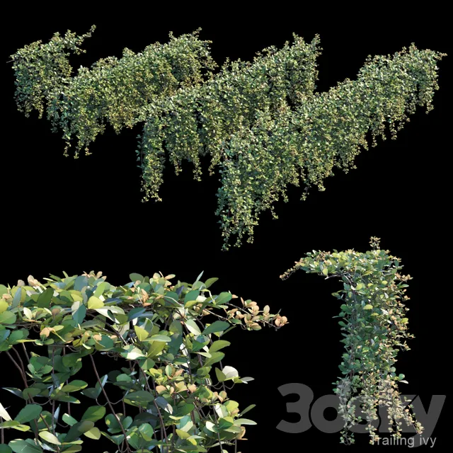 Plants – Flowers – 3D Models Download – Trailing ivy 2 3d model