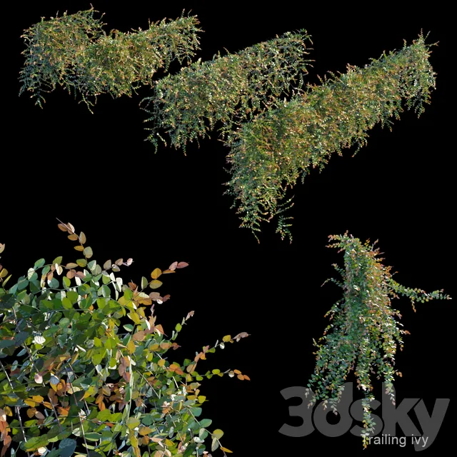 Plants – Flowers – 3D Models Download – Trailing ivy 3
