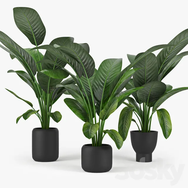 Plants – Flowers – 3D Models Download – Tropical Palm