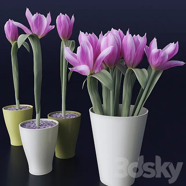 Plants – Flowers – 3D Models Download – Tulips (bouquet and single in pots)