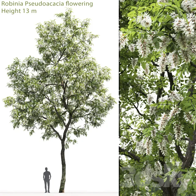 Plants – Flowers – 3D Models Download – White Acacia Robinia Pseudoacacia 2