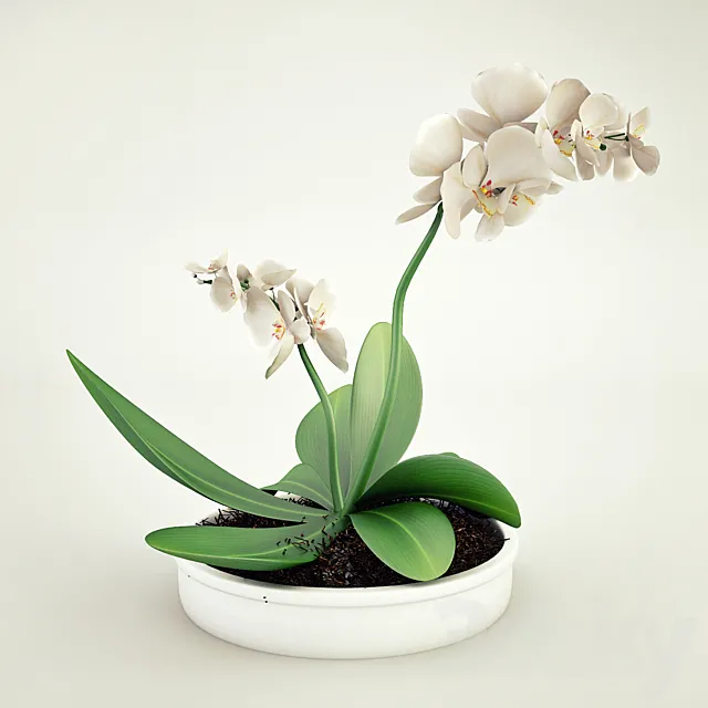 Plants – Flowers – 3D Models Download – White orchids in a pot
