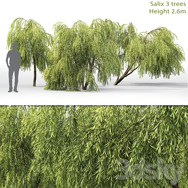 Plants – Flowers – 3D Models Download – Willow – Tree
