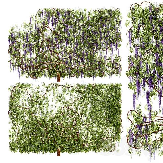 Plants – Flowers – 3D Models Download – Wisteria plant 3D model