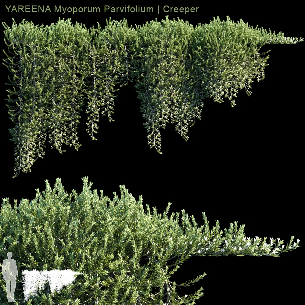 Plants – Flowers – 3D Models Download – YAREENA Myoporum Parvifolium creeper; 5 module (max; fbx)