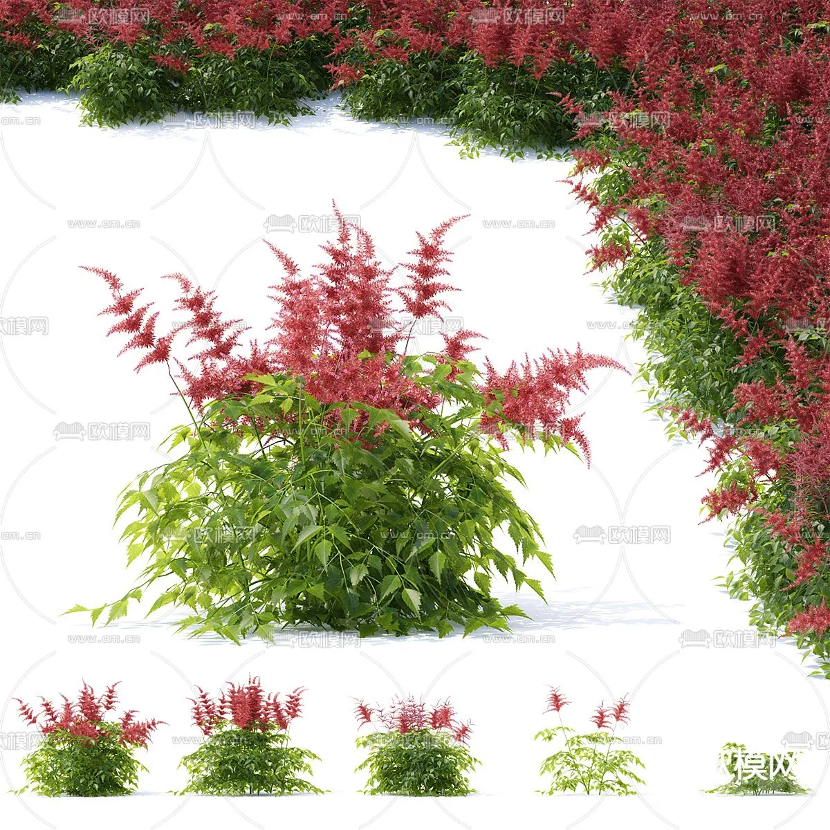 Plants and Flower – 3D Modesl – 0371