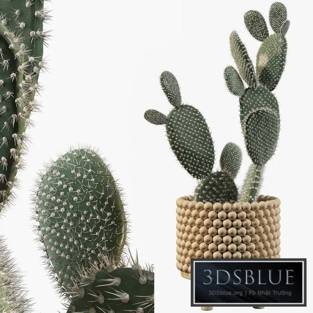 Plants collection 038 – Opuntia microdasys 03 3DS Max - thumbnail 3
