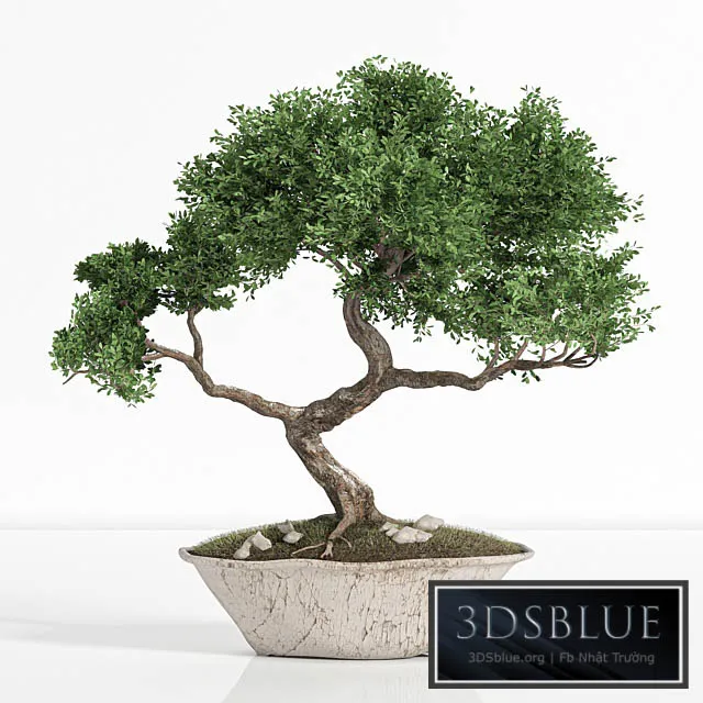 plant bonsai02 3DS Max - thumbnail 3