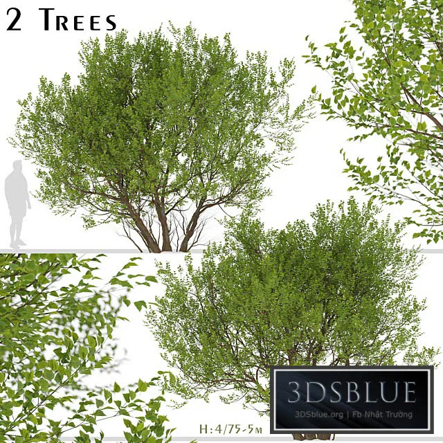Set of Common Hazel Trees (Corylus avellana) (2 Trees) 3DS Max - thumbnail 3