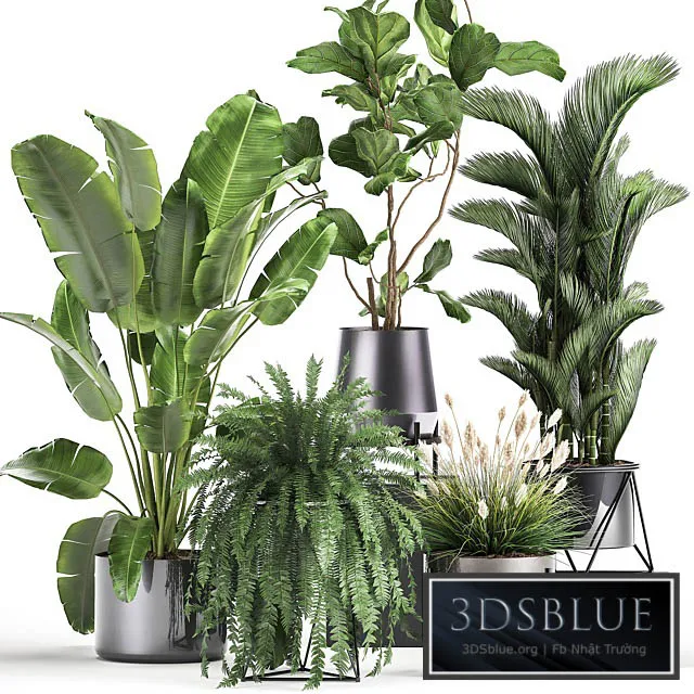 Collection of plants in modern luxury pots with Ficus Lirata fern palm top Ravenala Strelitzia. Set 996. 3DS Max - thumbnail 3