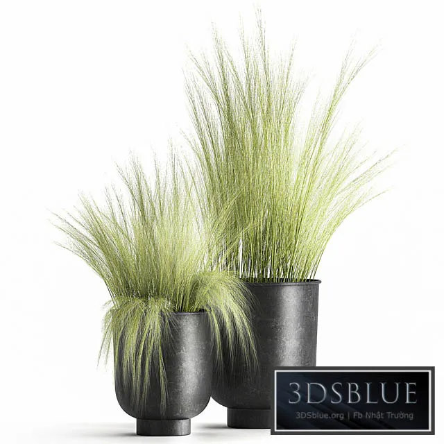 Collection of plants in black metal pots with bush grass grass. Set 1004. 3DS Max - thumbnail 3