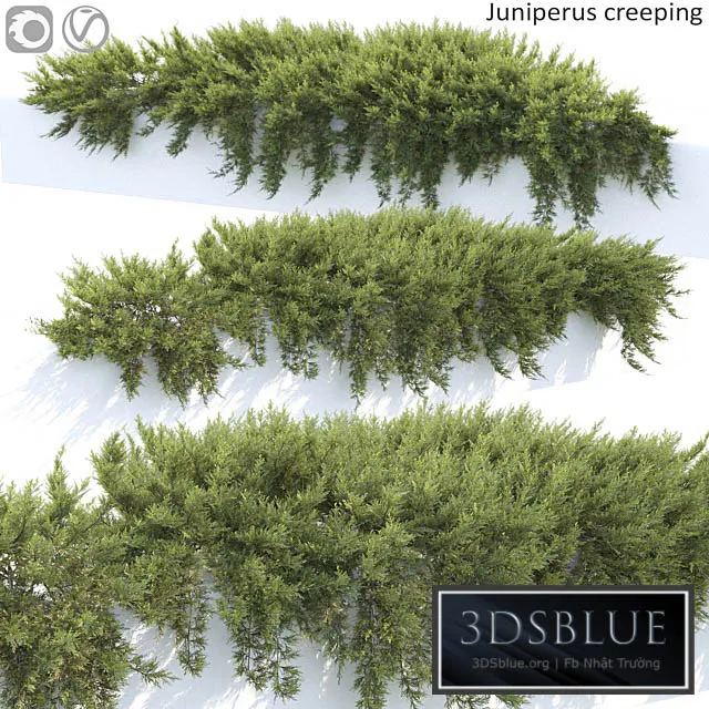 Juniperus 3DS Max - thumbnail 3