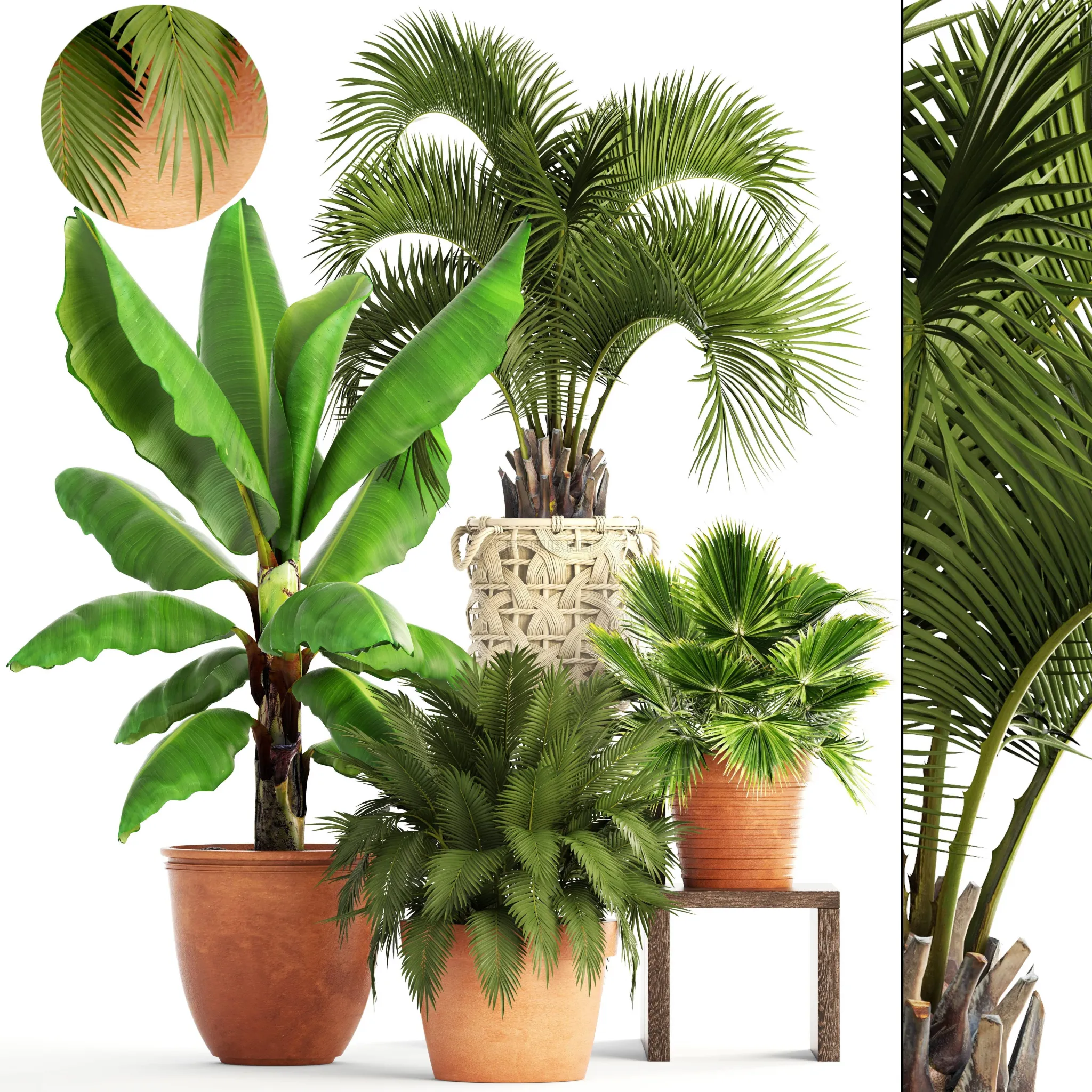 3D Collection plantsby deckorator4 – 200121