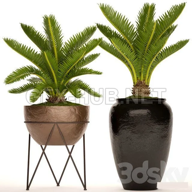 A collection of plants in pots. 54 Cycas – 204891
