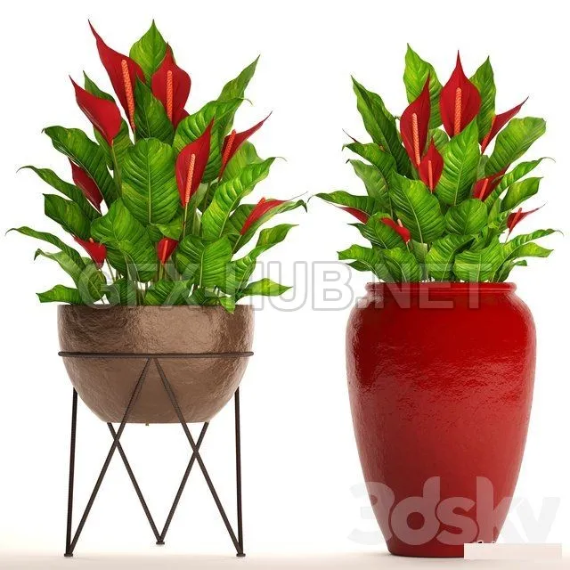 A collection of plants in pots. 55 RED – 204893