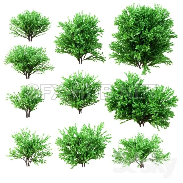 A Set of Bushes. 10 Models Collection – 204907