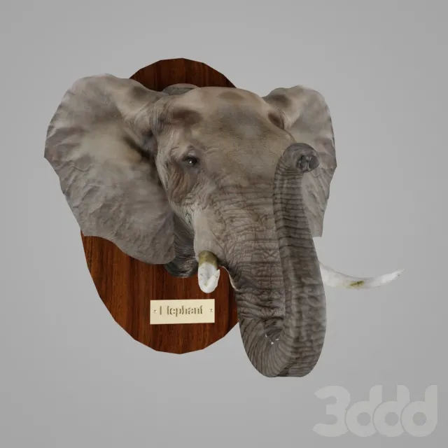 African Elephant – 205343