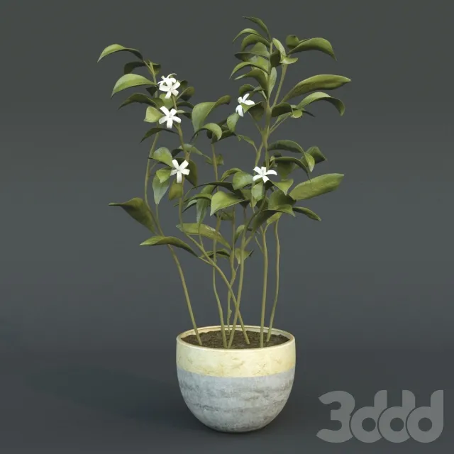 Animated Azahar flower – 205839