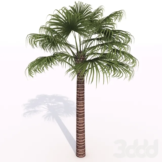 animated palm tree – 205843