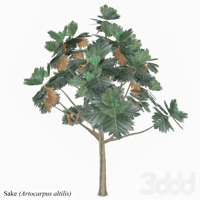 Artocarpus altilis – 206531