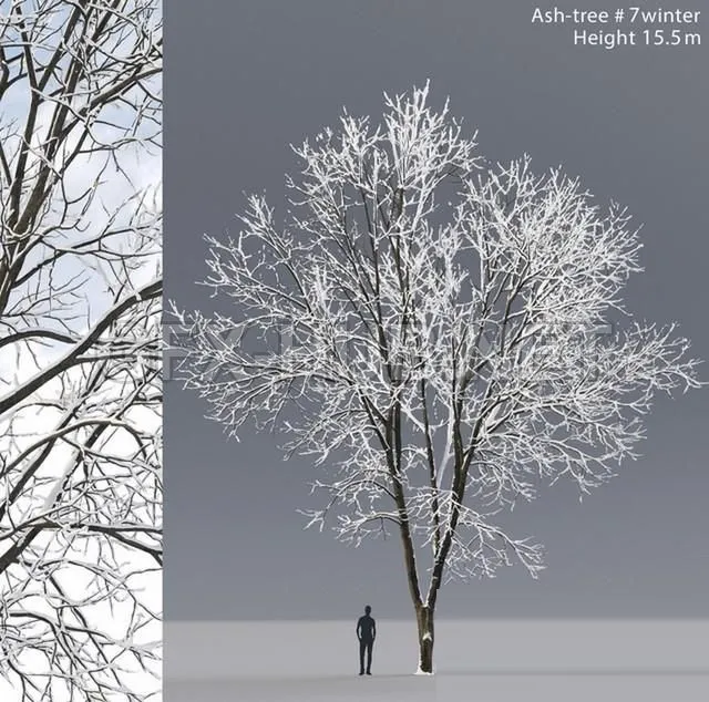 Ash winter – 206559