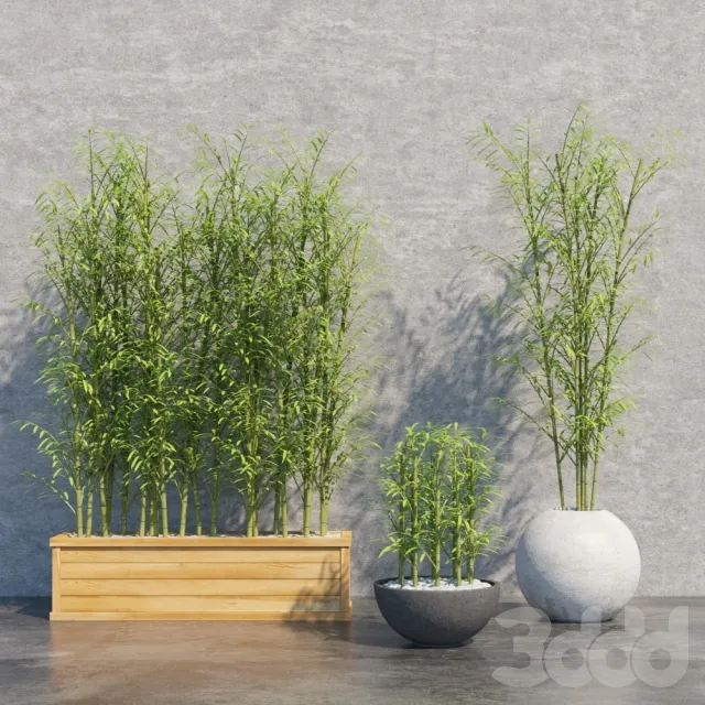 Bamboo Set – 207033