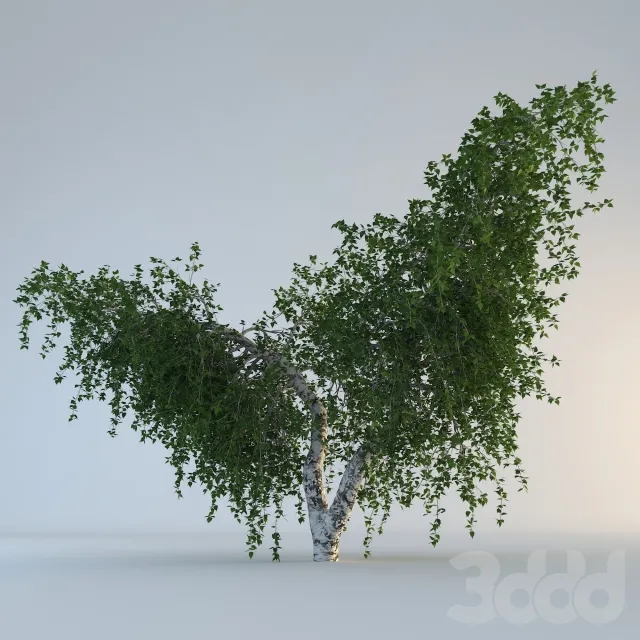Birch Tree – 208235