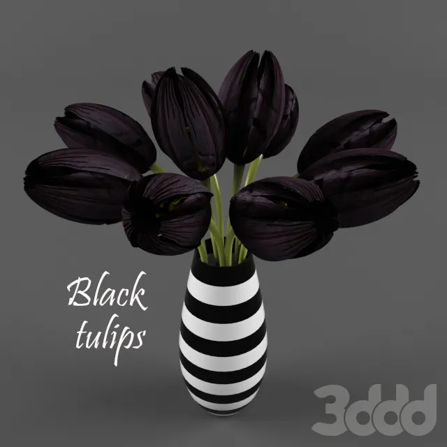 Black tulips – 208325