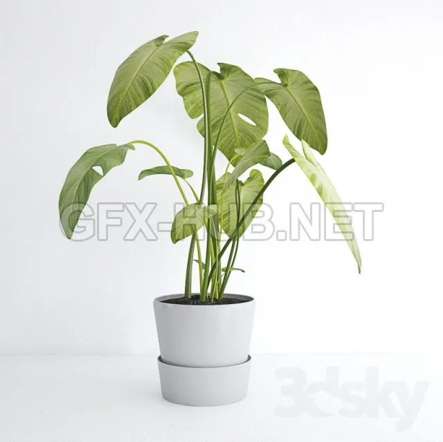 Calla leaves in a pot – 209225