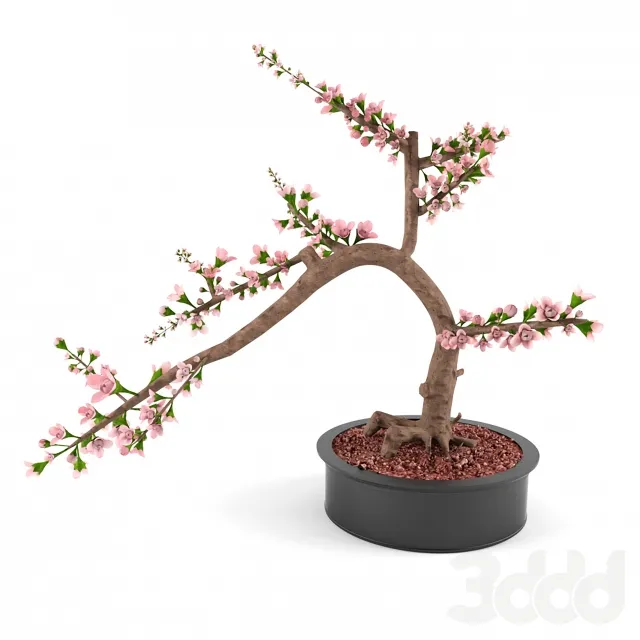 Cherry blossom Bonsai – 210297