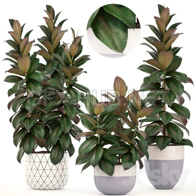 Collection of plants 204. Ficus elastica – 211099