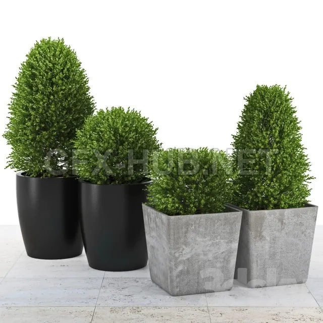 Collection of Plants 3 – 211101