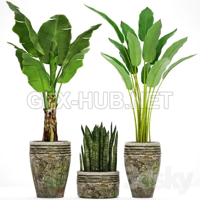 Collection of plants in pots 37 – 211105