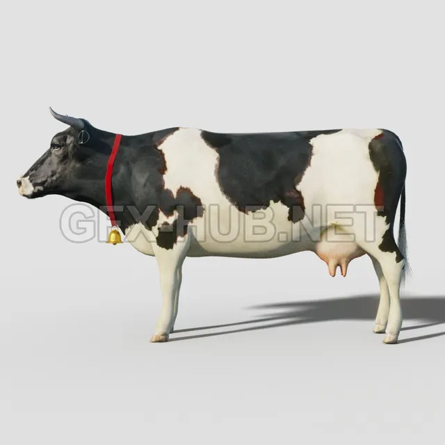 Cow – 211465