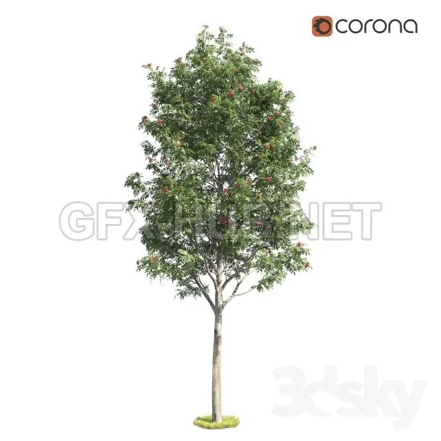 Deciduous Rowan Tree – 211959