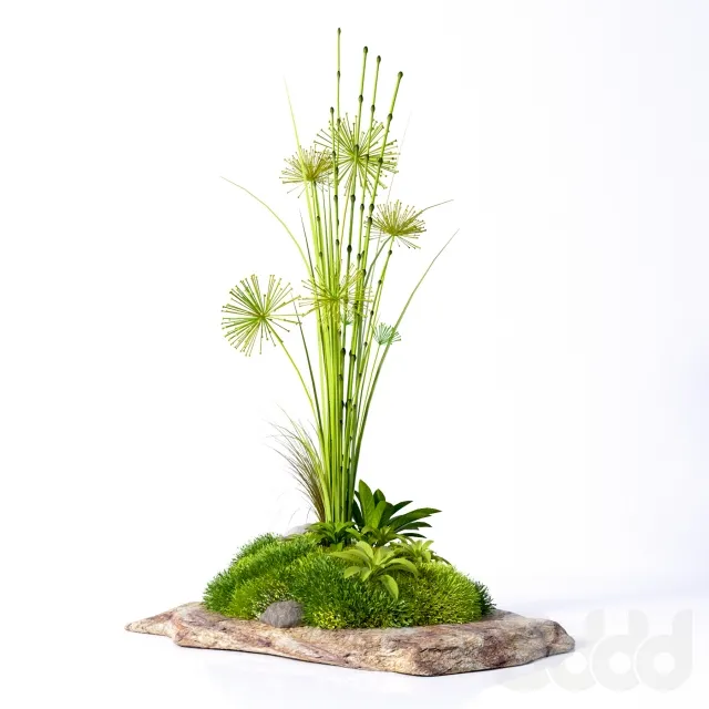 Decorative plants on a stone – 212143