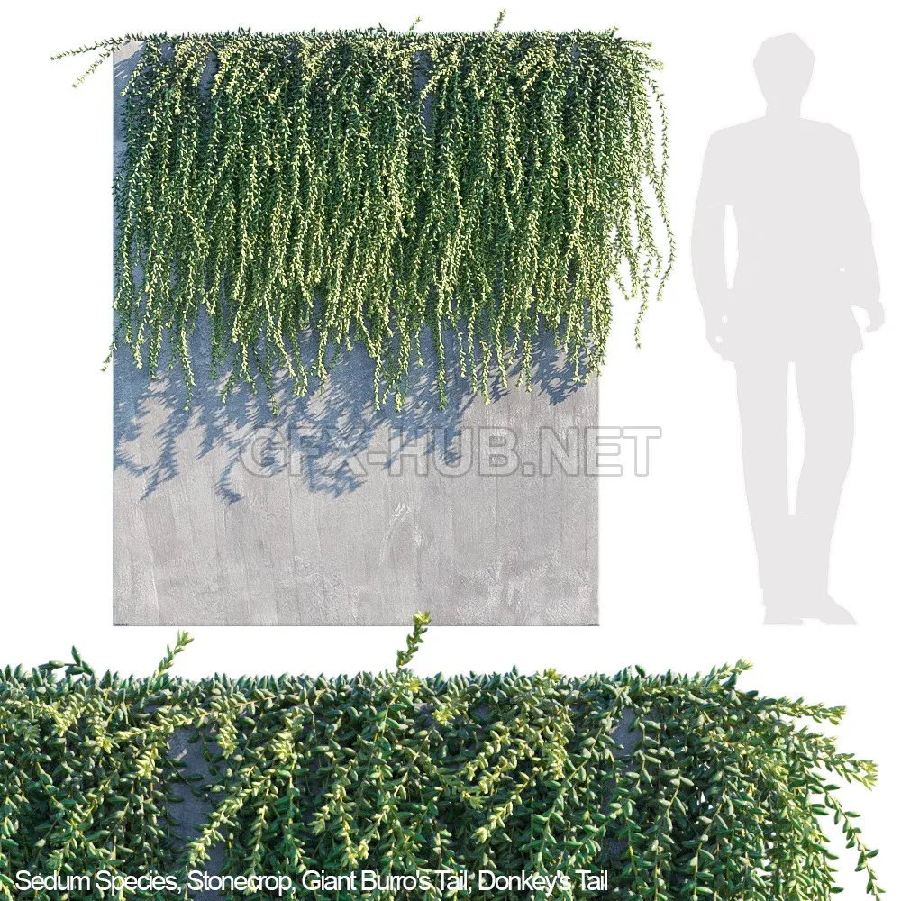 Donkey tail Burro tail succulent creeper 3d model – 212893