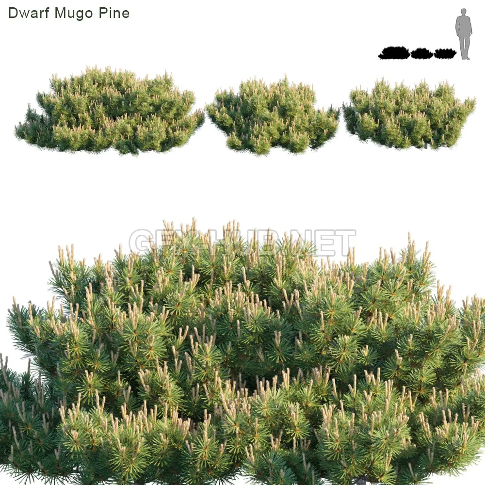 Dwarf Mugo Pine Creeping pine (maxfbx) 3d model – 213227